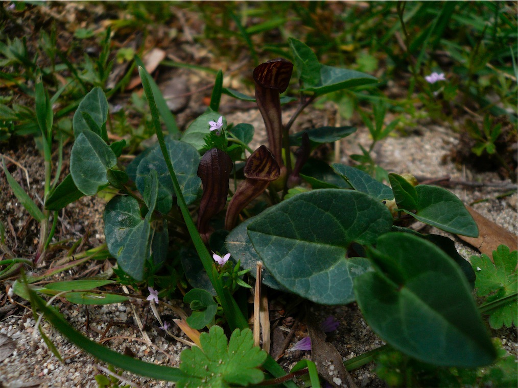 Aristolochia tyrrhena / Aristolochia pistolochia